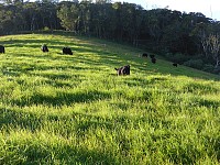 Lowline calves grazing at Cloudbreak