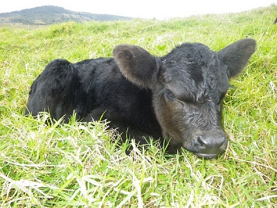 It's snowing bull calves at Cloudbreak Lowlines