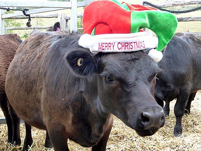 Merry Christmas from Cloudbreak Lowlines