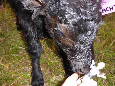 Welcome to Cloudbreak Lowlines bull calf 'Lachy'